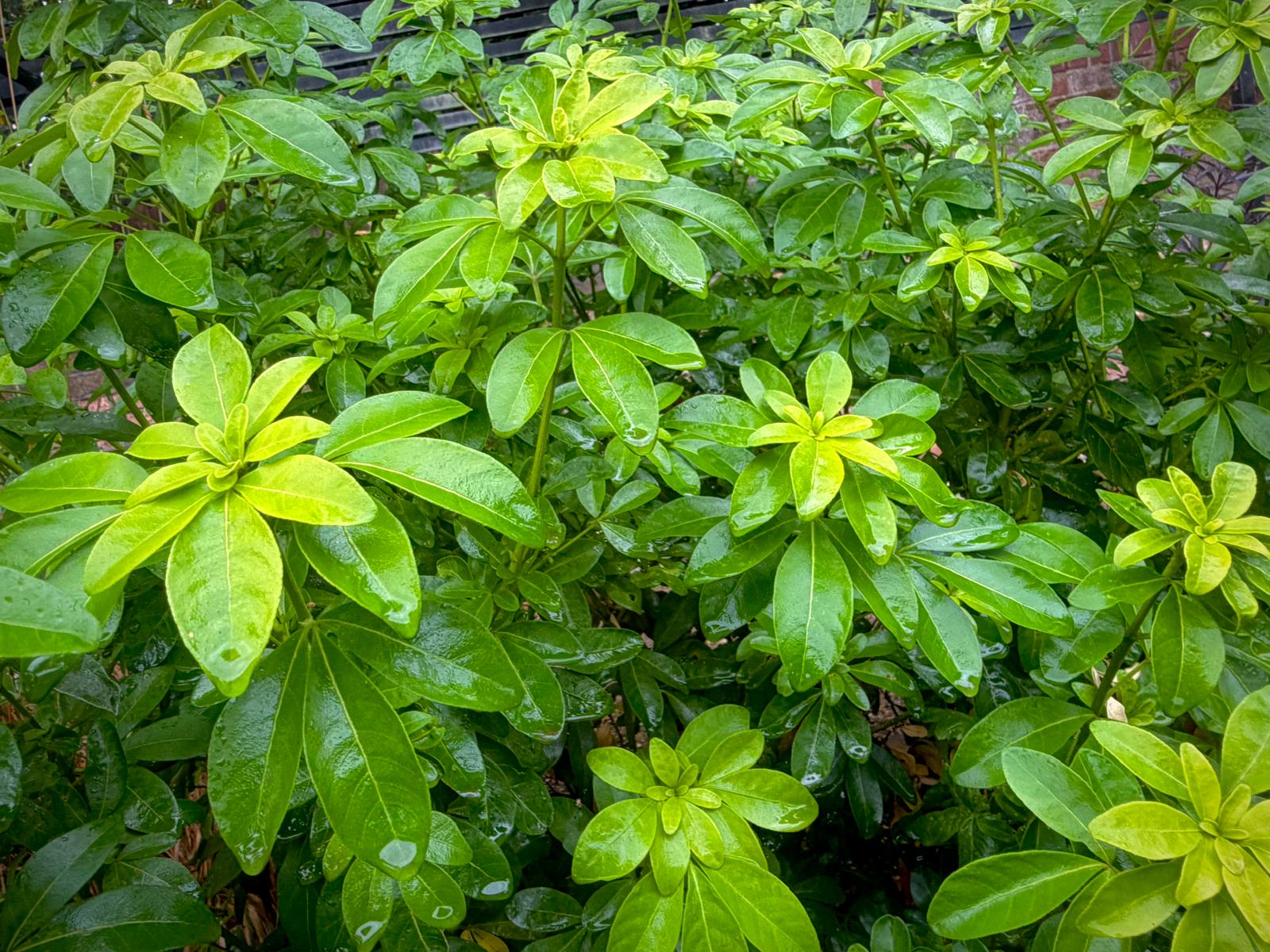 Fresh green choisya leaves