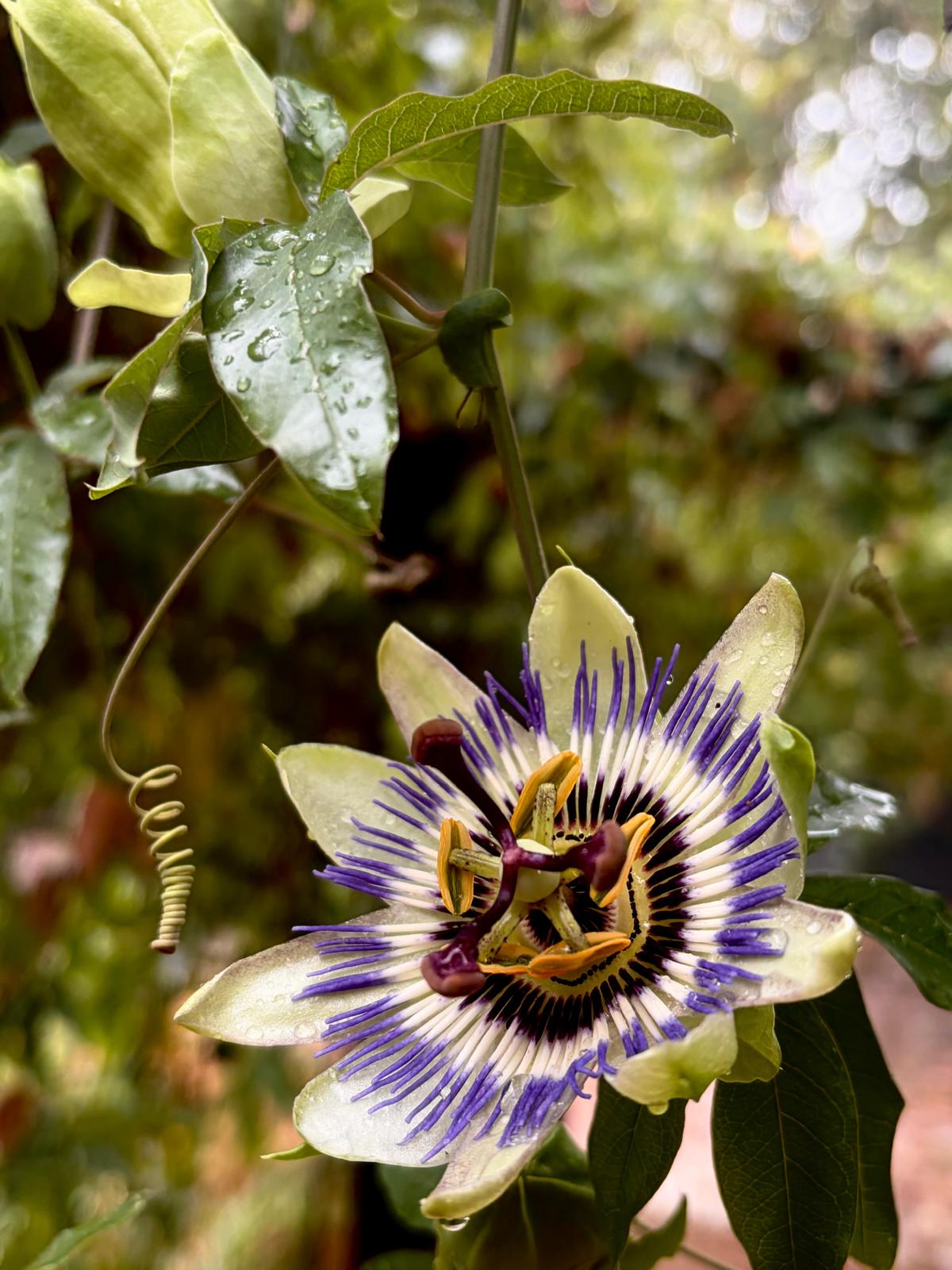 Rain-speckled passionflower