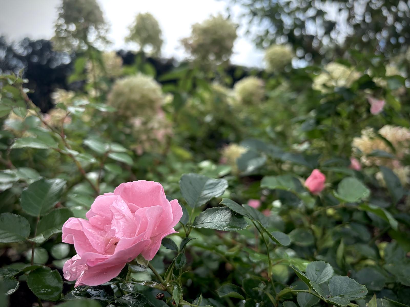 Pink rose among hydrangeas