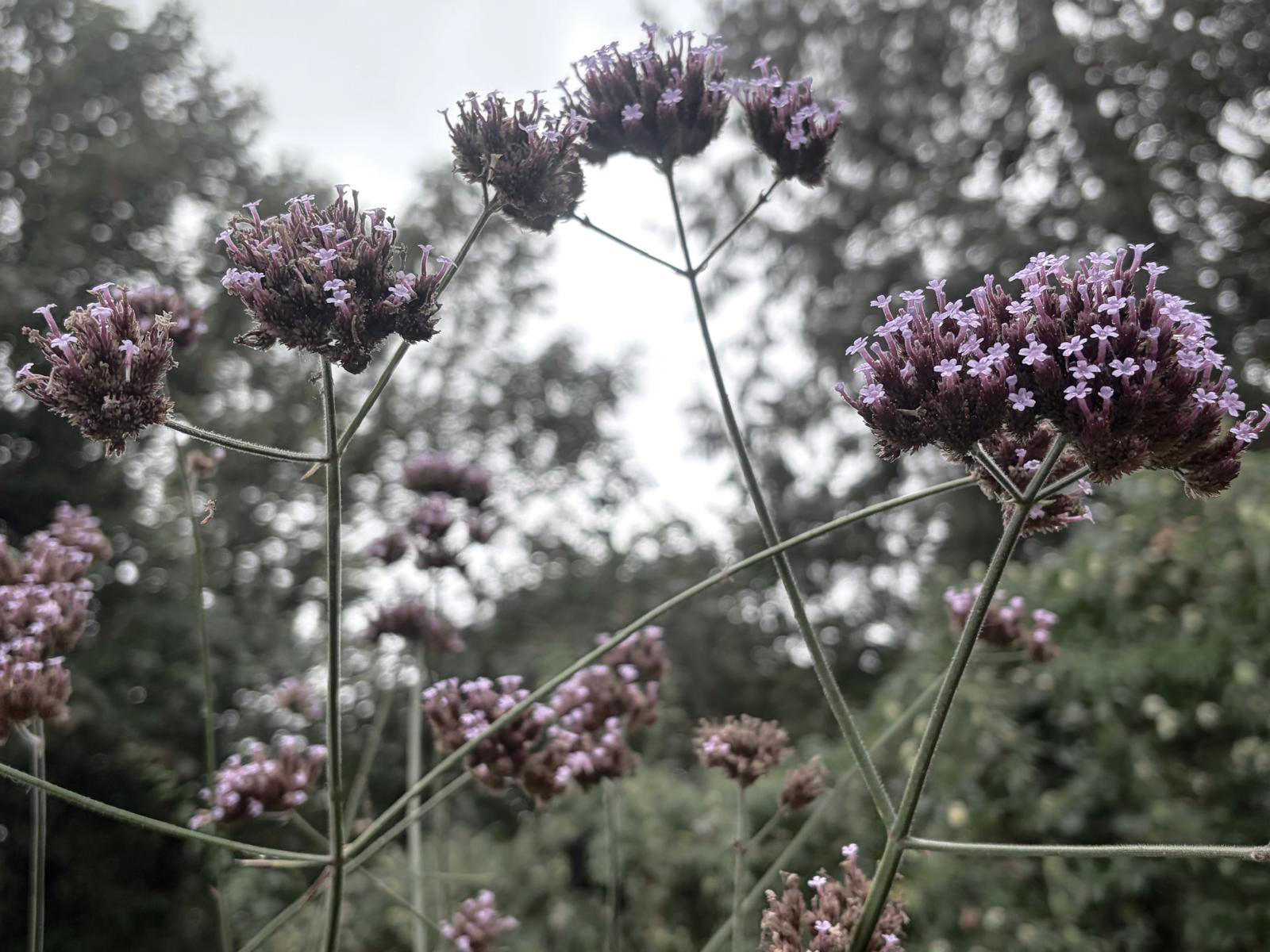 Purple verbena flowers