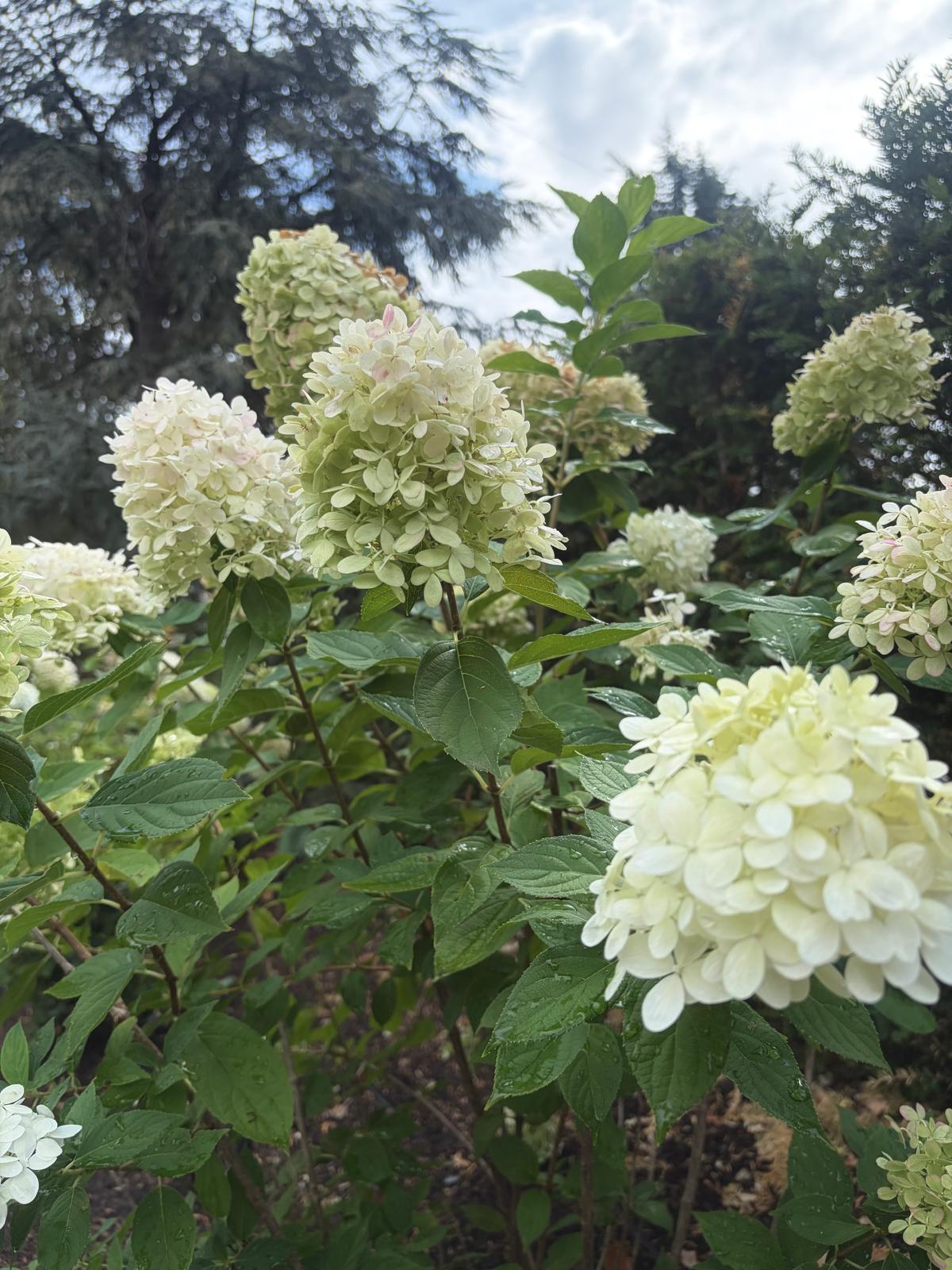 White hydrangeas in a leafy Berkshire garden